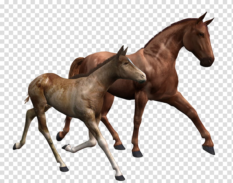 D Horse and Foal, two brown horses transparent background PNG clipart