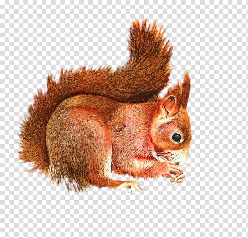 Squirrel, Tree Squirrel, Chipmunk, Flying Squirrel, Eurasian Red Squirrel, Tail, Fawn, Wildlife transparent background PNG clipart