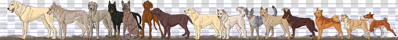 Favourite  Dog Breeds, beige dogs poster transparent background PNG clipart