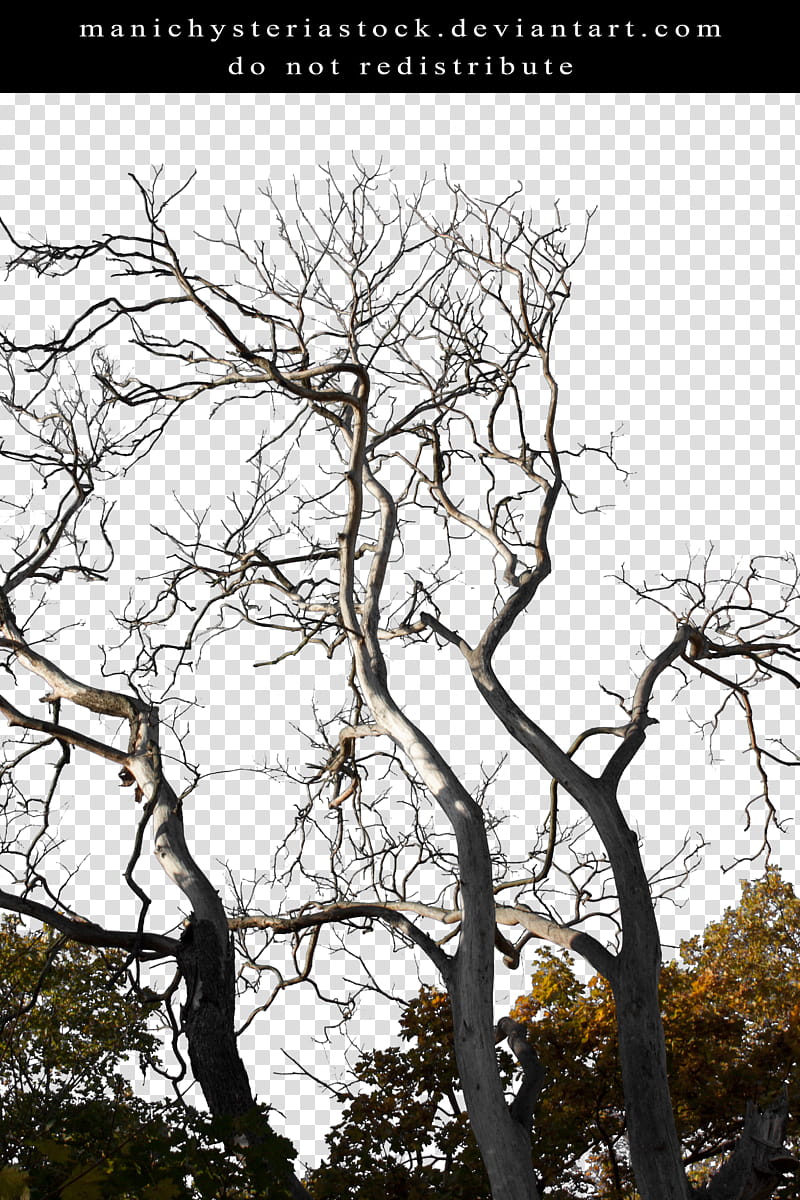 Branches Cut Out, brown tree illustration transparent background PNG clipart
