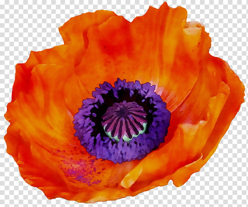 Flowers, Anemone, Oriental Poppy, Orange, Petal, Plant, Purple, Yellow transparent background PNG clipart