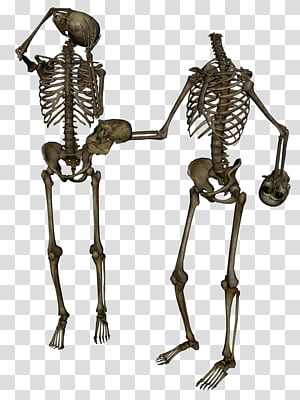 Skeleton Head Trade 4, two brown human skeletons  transparent background PNG clipart thumbnail