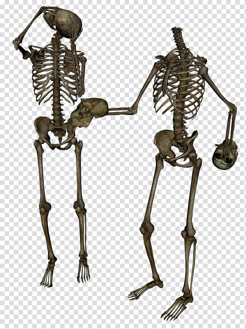 Skeleton Head Trade , two brown human skeletons transparent background PNG clipart
