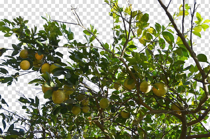 Grapefruit Tree Closeup  Clear, green leafed tree transparent background PNG clipart