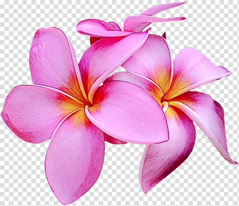 Petal Cut flowers Close-up Pink M, Watercolor, Paint, Wet Ink, Closeup, Plants, Frangipani, Impatiens transparent background PNG clipart