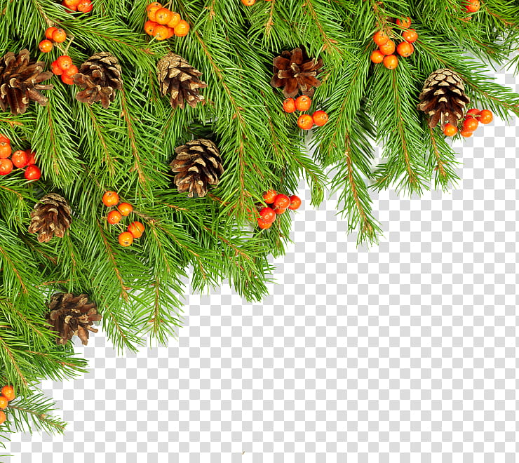 Christmas Resource , pine cones and orange fruits transparent background PNG clipart