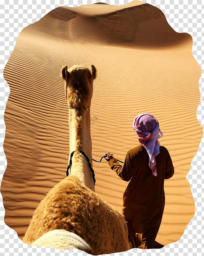 Llama, Burj Al Arab Jumeirah, Hotel, Video, Dubai, United Arab Emirates, Camel, Camelid transparent background PNG clipart