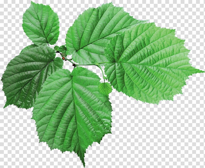 Plants leaves Mega, ovate leaf transparent background PNG clipart