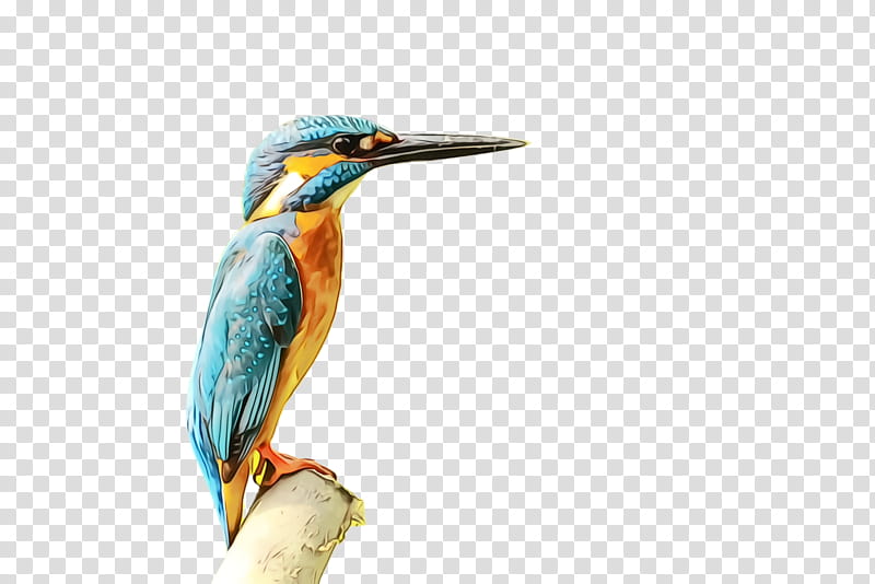 Watercolor, Paint, Wet Ink, Bird, Common Kingfisher, Bird Feeders, Parrot, Belted Kingfisher transparent background PNG clipart
