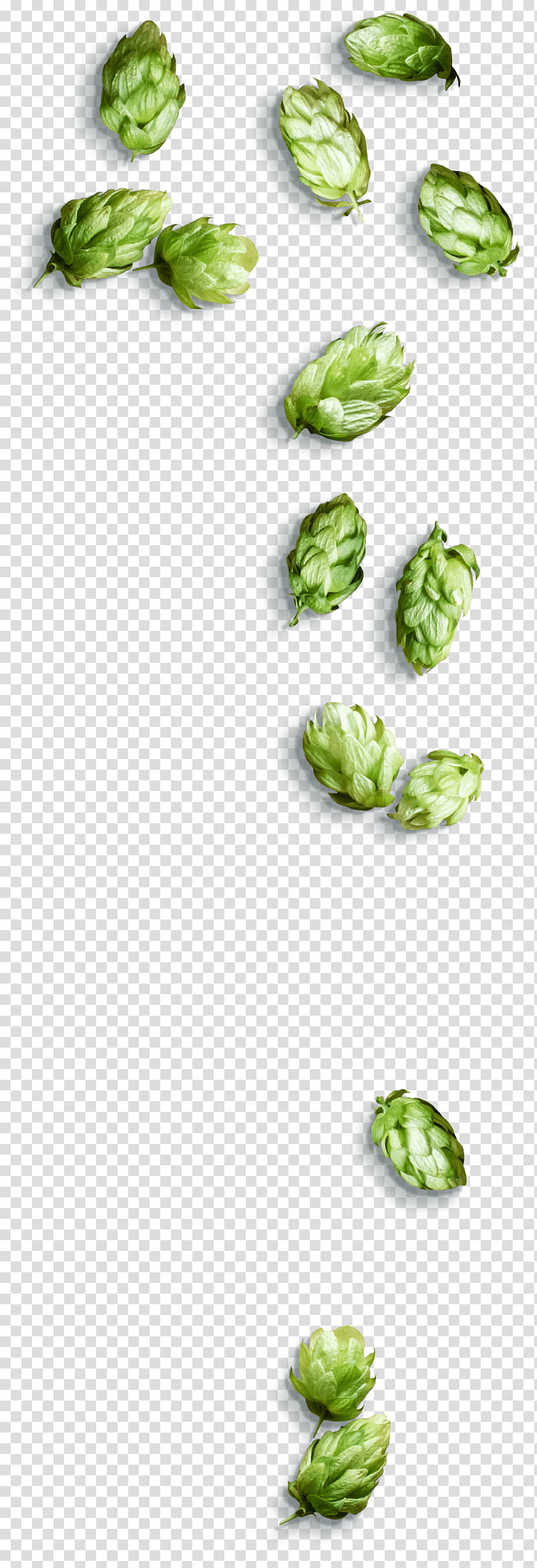 Vegetables, Hops, Beer, Brewery, Flying Dog Brewery, Budweiser, Growler, Leaf transparent background PNG clipart