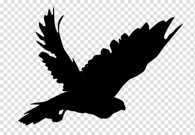 Bird Silhouette, Eagle, Hawk, Buzzard, Common Buzzard, Beak, Feather, Sky transparent background PNG clipart