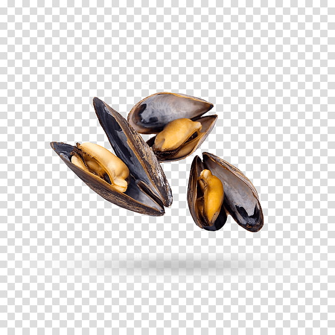 Seafood, Mussel, Oyster, Clam, Squid, Paella, Bivalvia, Perna Viridis transparent background PNG clipart