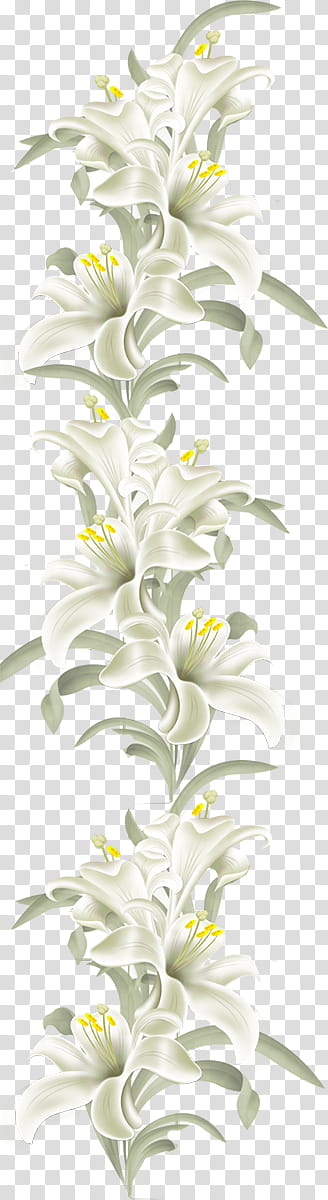 White Lily Flower, Cut Flowers, Drawing, Color, Green, Watercolor Painting, Petal, Plant transparent background PNG clipart