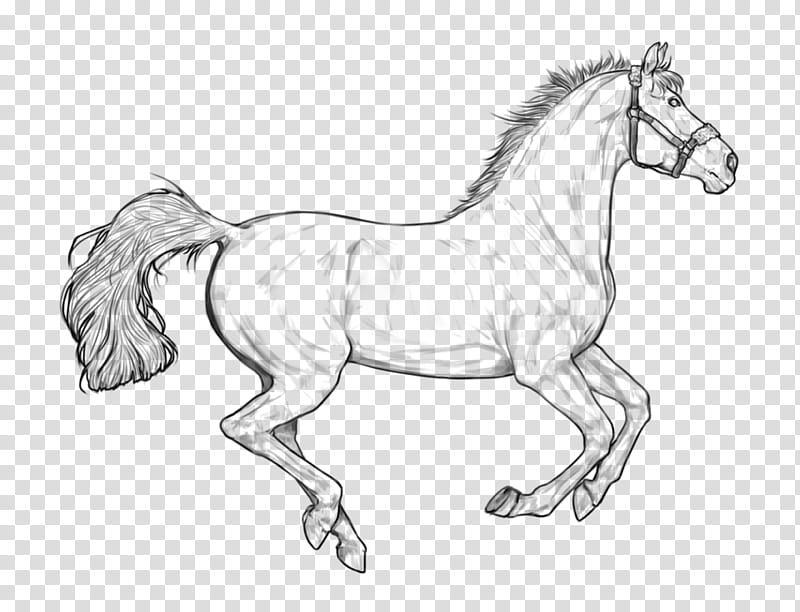 :Free Horse Lineart:, horse sketch transparent background PNG clipart