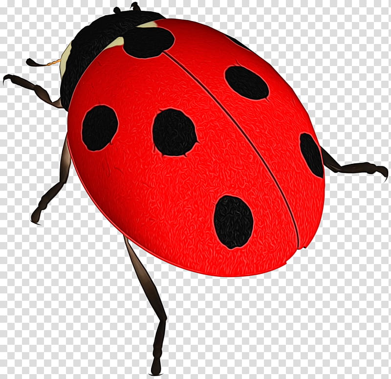 Bird, Lady Bird, Insect, Beetle, Ladybug, Leaf Beetle transparent background PNG clipart