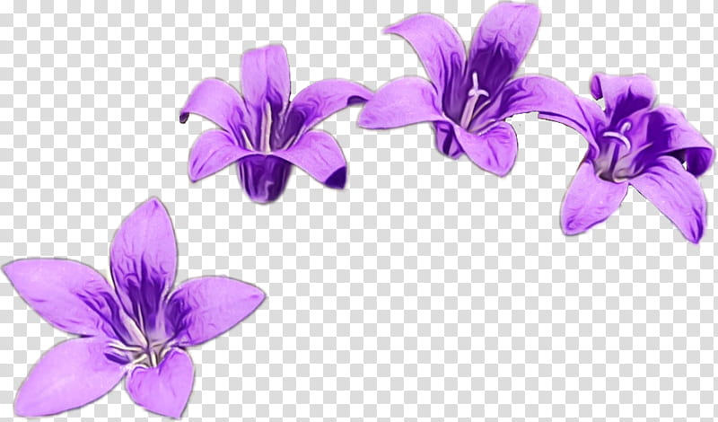 flower violet petal purple plant, Watercolor, Paint, Wet Ink, Violet Family, Bellflower Family, VIOLA transparent background PNG clipart