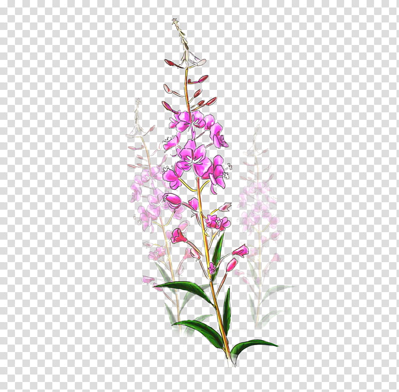 Drawing Of Family, Chamaenerion Angustifolium, Lavender, Plants, Flower, Tattoo, Plant Stem, Fireweed transparent background PNG clipart