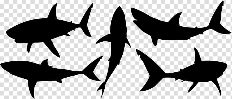Great White Shark, Silhouette, Cartilaginous Fishes, Tiger Shark, Drawing, Shark Week, Fin, Lamniformes transparent background PNG clipart