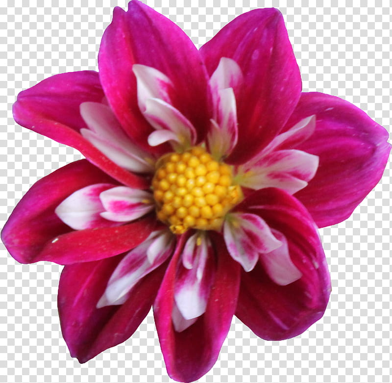 Dahlia, pink and purple petaled flower in bloom transparent background PNG clipart