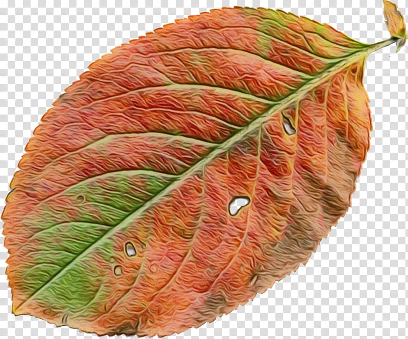 Orange Tree, Leaf, Plant, Flower, Plant Pathology transparent background PNG clipart