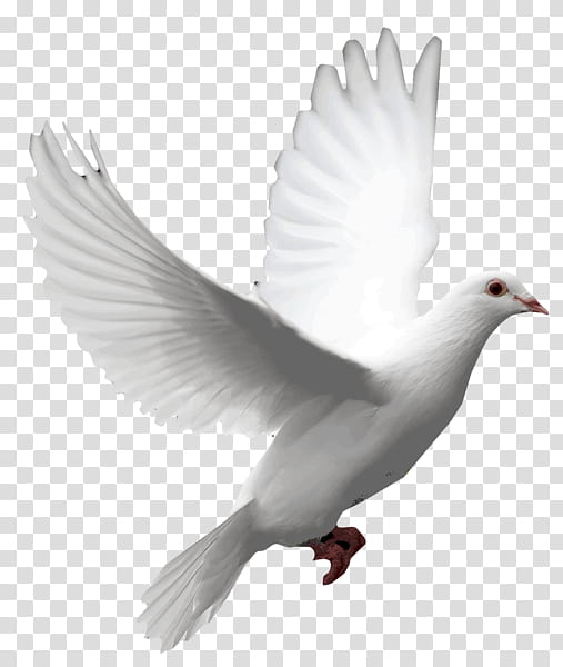 Dove Bird, Pigeons And Doves, Release Dove, Mourning Dove, Peace Symbols, Beak, Feather, Wing transparent background PNG clipart