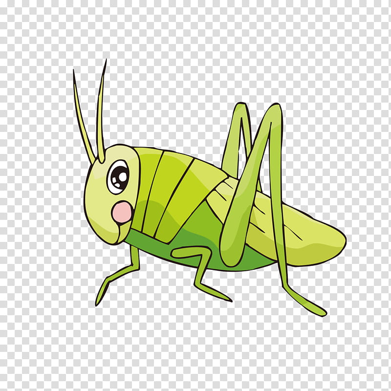 Cartoon Grass Insect Grasshopper Cricket Drawing Locust Insects And Bugs Australian Plague Locust Transparent Background Png Clipart Hiclipart,How To Grill Pork Chops