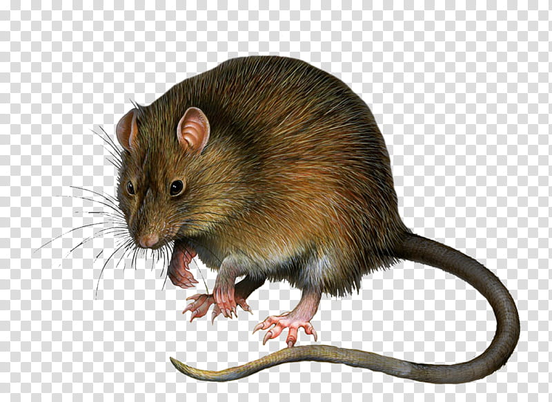 Rat , brown rat illustration transparent background PNG clipart