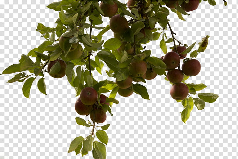 apple tree, hanging brown fruits illustration transparent background PNG clipart