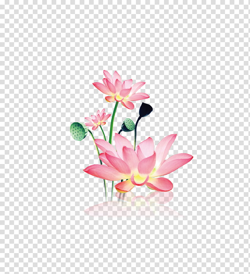 Watercolor Pink Flowers, Sacred Lotus, Watercolor Painting, Falun Gong, Logo, Petal, Plant, Cut Flowers transparent background PNG clipart