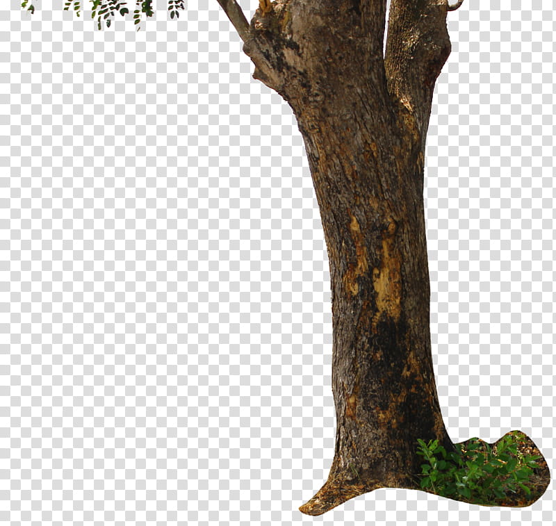 tree, brown and black tree close-up transparent background PNG clipart