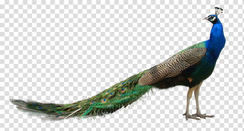 Peacock, blue and green peacock transparent background PNG clipart