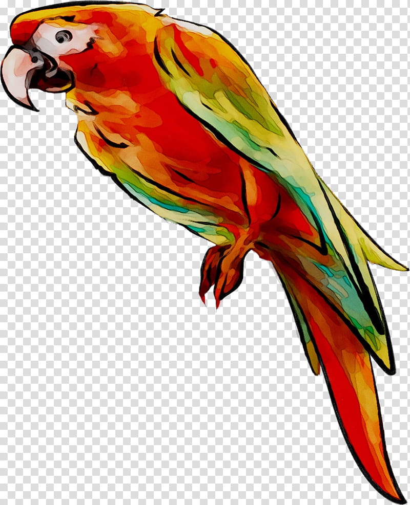 Bird Parrot, Lovebird, Macaw, Loriini, Parakeet, Feather, Beak, Pet transparent background PNG clipart