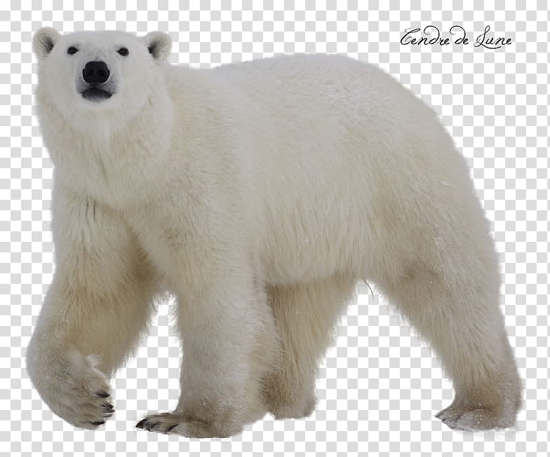 Bear polar, white Polar Bear transparent background PNG clipart