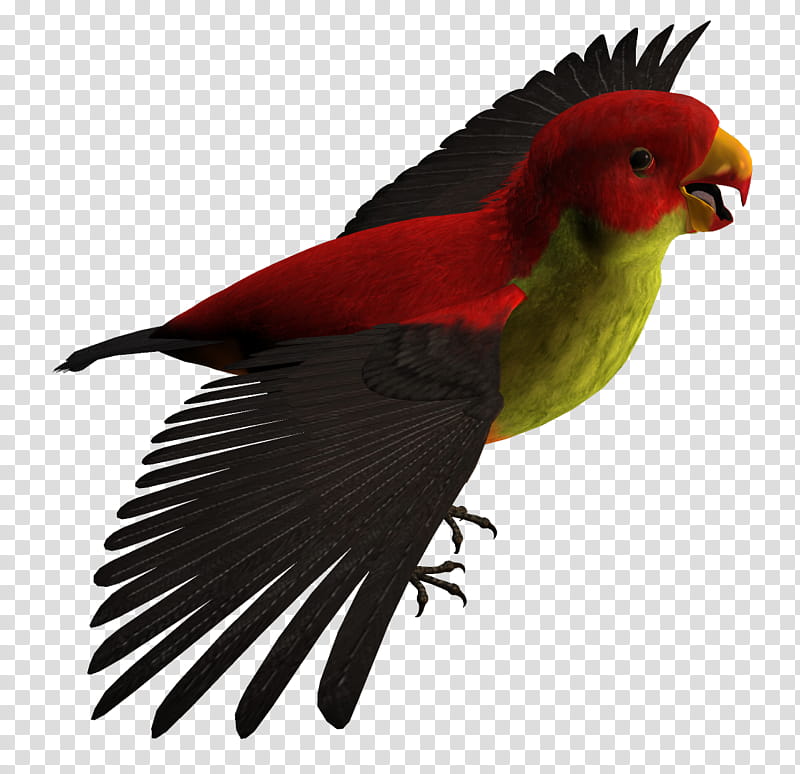 Bird Parrot, Budgerigar, Lovebird, Loriini, Macaw, Parrots, Parakeet, Beak transparent background PNG clipart