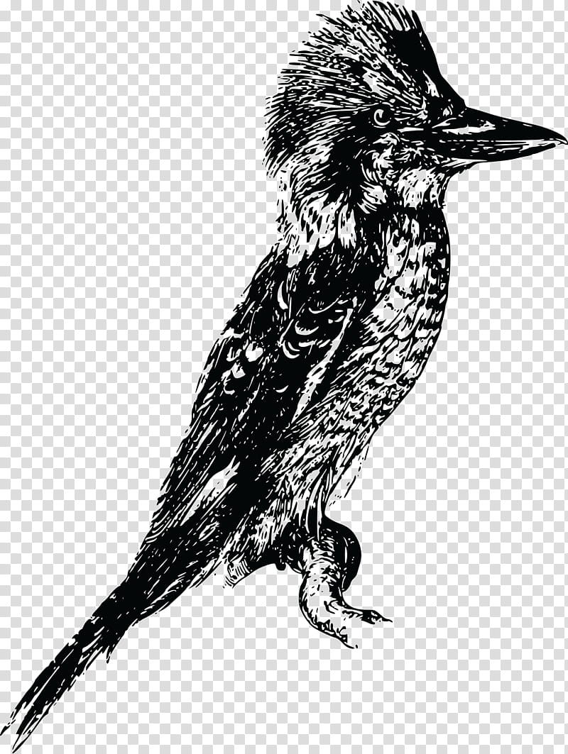 Cartoon Bird, Laughing Kookaburra, Bluewinged Kookaburra, Laughter, Drawing, Bird Of Prey, Beak, Black And White transparent background PNG clipart