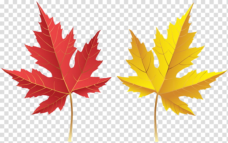 Maple Leaf, Chairman, Rotary International, Taipei, Tree, Plant, Maple Tree transparent background PNG clipart