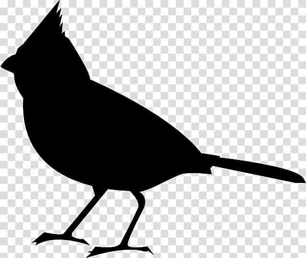 Kiwi Bird, Northern Cardinal, European Robin, Silhouette, Drawing, Beak, Blackandwhite, Tail transparent background PNG clipart
