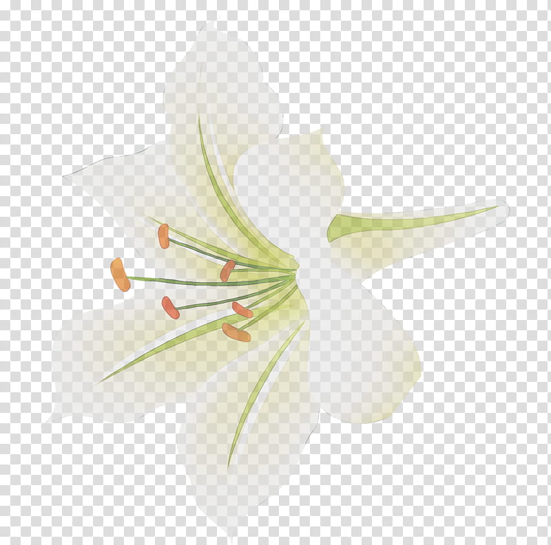 White Lily Flower, Amaryllis, Jersey Lily, Cut Flowers, Plant Stem, Plants, Belladonna, Arum Lilies transparent background PNG clipart