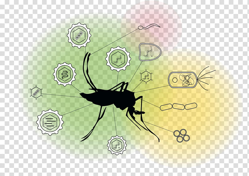 Cartoon Spider, Mosquito, Insect, , Pathogen, Research, Infectious Disease, Virus transparent background PNG clipart