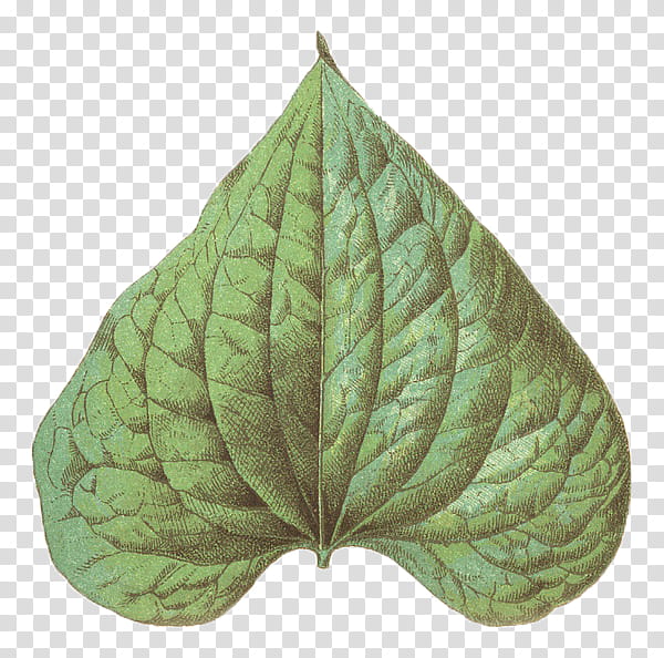 plant, green ovate leaf illustration transparent background PNG clipart
