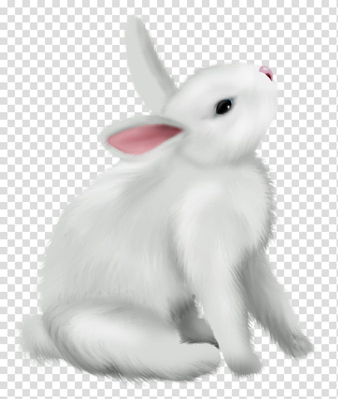 Easter Bunny, Arctic Hare, Rabbit, Snowshoe Hare, Mountain Hare, Animal, Drawing, Leporids transparent background PNG clipart