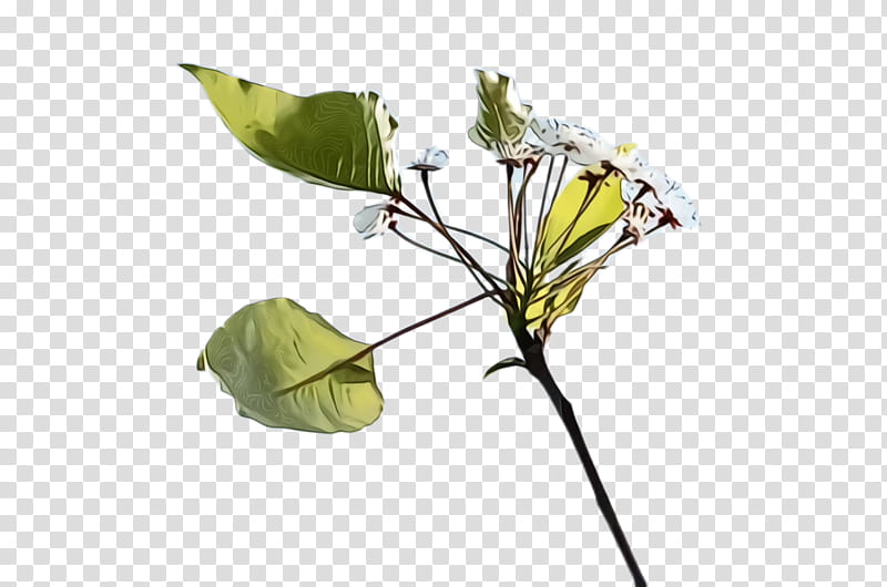 flower plant leaf flowering plant anthurium, Watercolor, Paint, Wet Ink, Plant Stem, Arum Family transparent background PNG clipart
