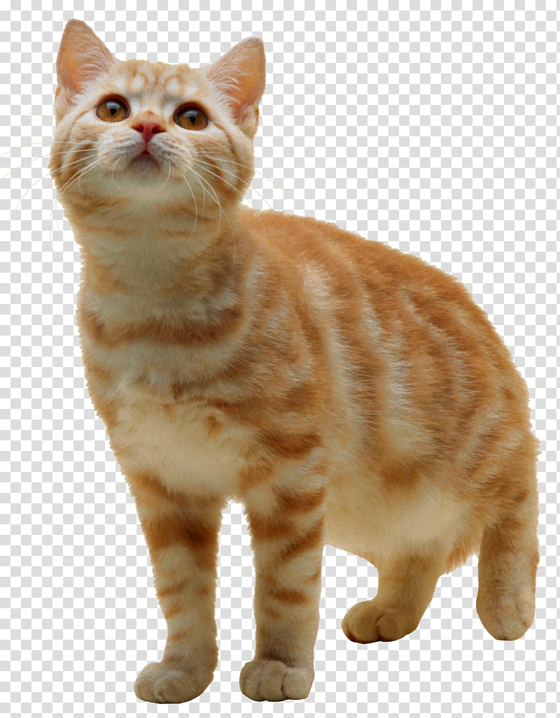 High Quality  Cats , orange tab transparent background PNG clipart