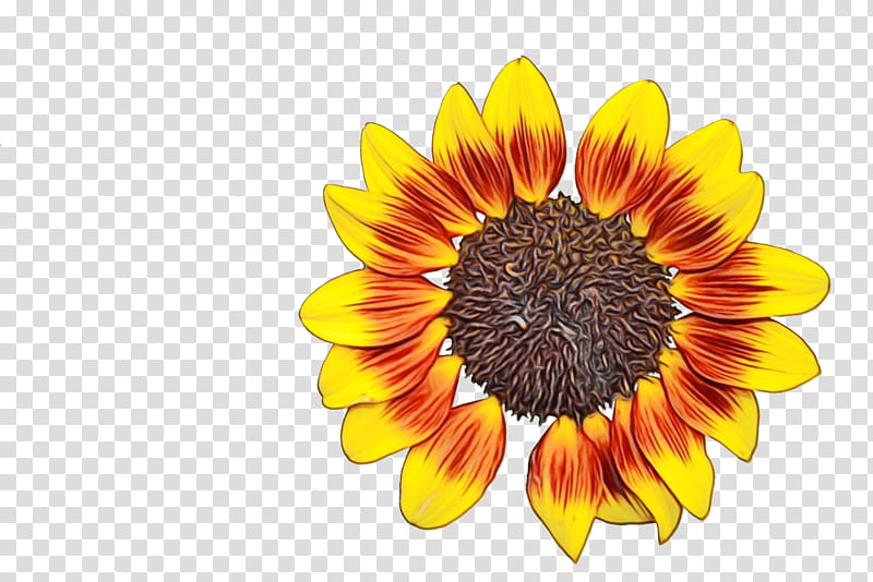 Flowers, Common Sunflower, Banco De ns, Fond Blanc, Sunflower Seed, Closeup, Dew, Agriculture transparent background PNG clipart