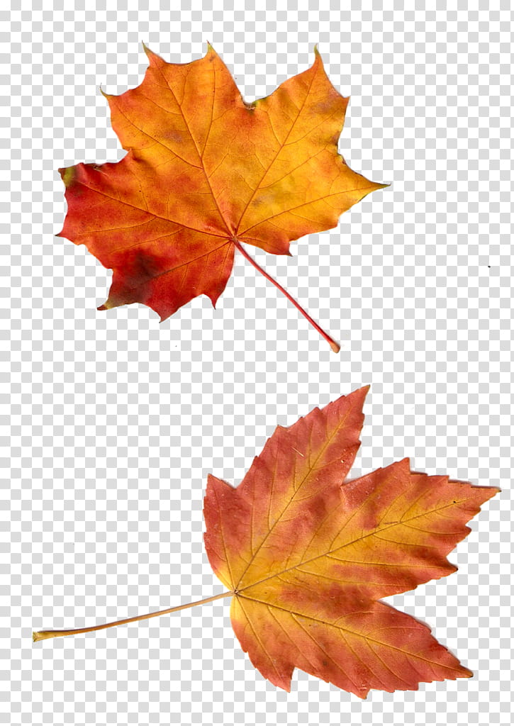 Autumn Leaves, Leaf, Blog, Maple Leaf, Tree, Autumn Leaf Color, Black Maple, Woody Plant transparent background PNG clipart