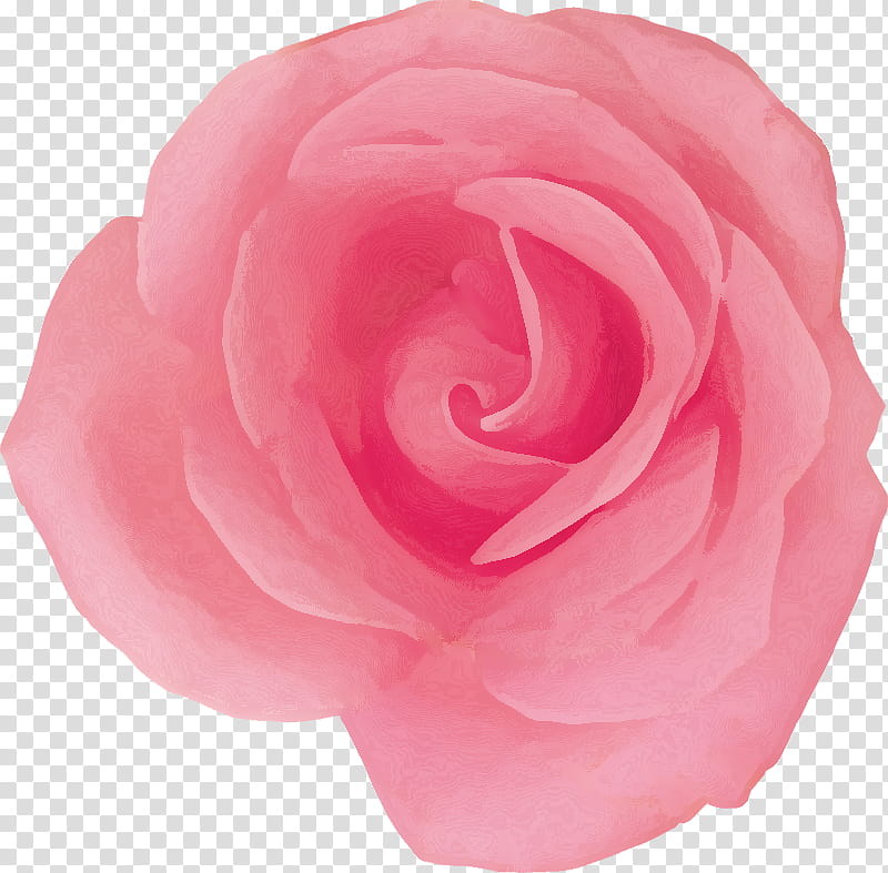 Pink Flower, Garden Roses, Floribunda, French Rose, Petal, Peony, Moss Rose, Rose Family transparent background PNG clipart