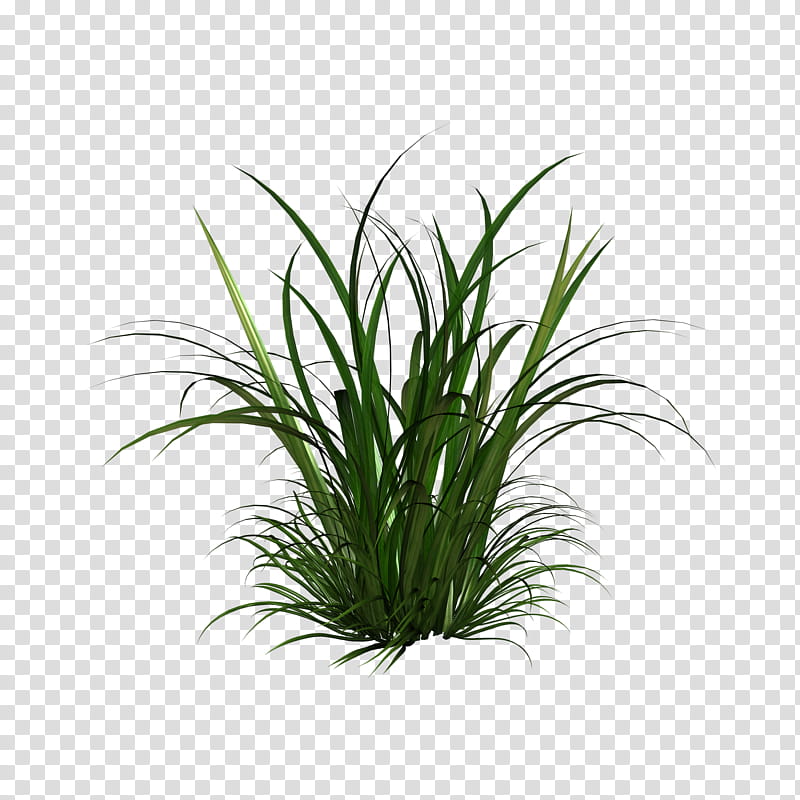 D Tall Grasses, green grass art transparent background PNG clipart