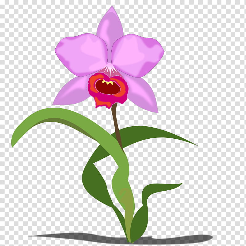 Pink Flower, Orchids, Cattleya Orchids, Orchis Mascula, Blog, Website, Presentation, Plant, Seed Plant, Purple transparent background PNG clipart