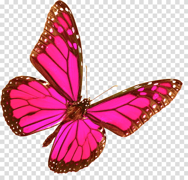 Monarch Butterfly, Insect, Brushfooted Butterflies, Glasswing Butterfly, Peacock Butterfly, Pink, Moths And Butterflies, Pollinator transparent background PNG clipart