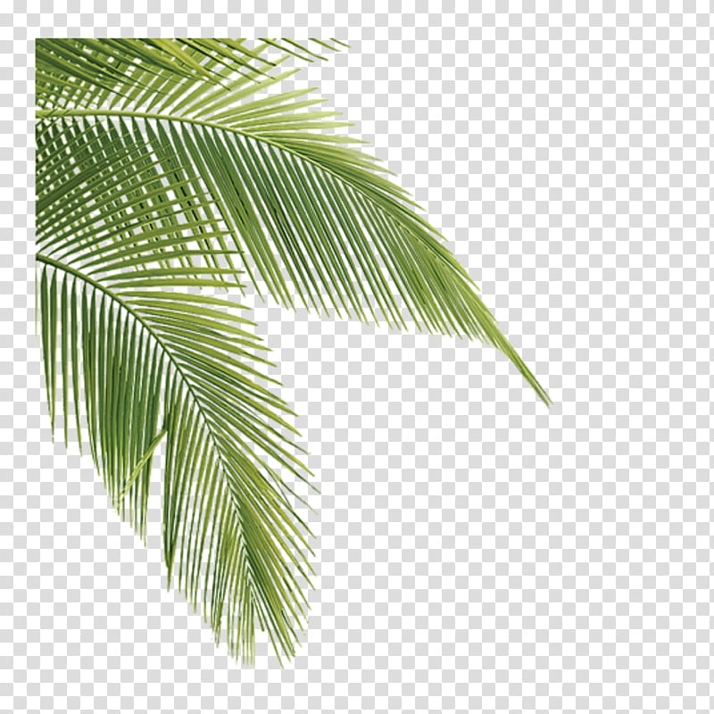 palm tree leaves clipart